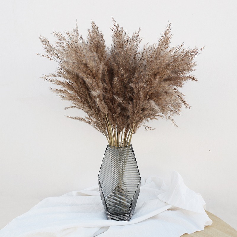 Pampas Grass Decor - 10 Buah Bunga Kering Pampas Grass
