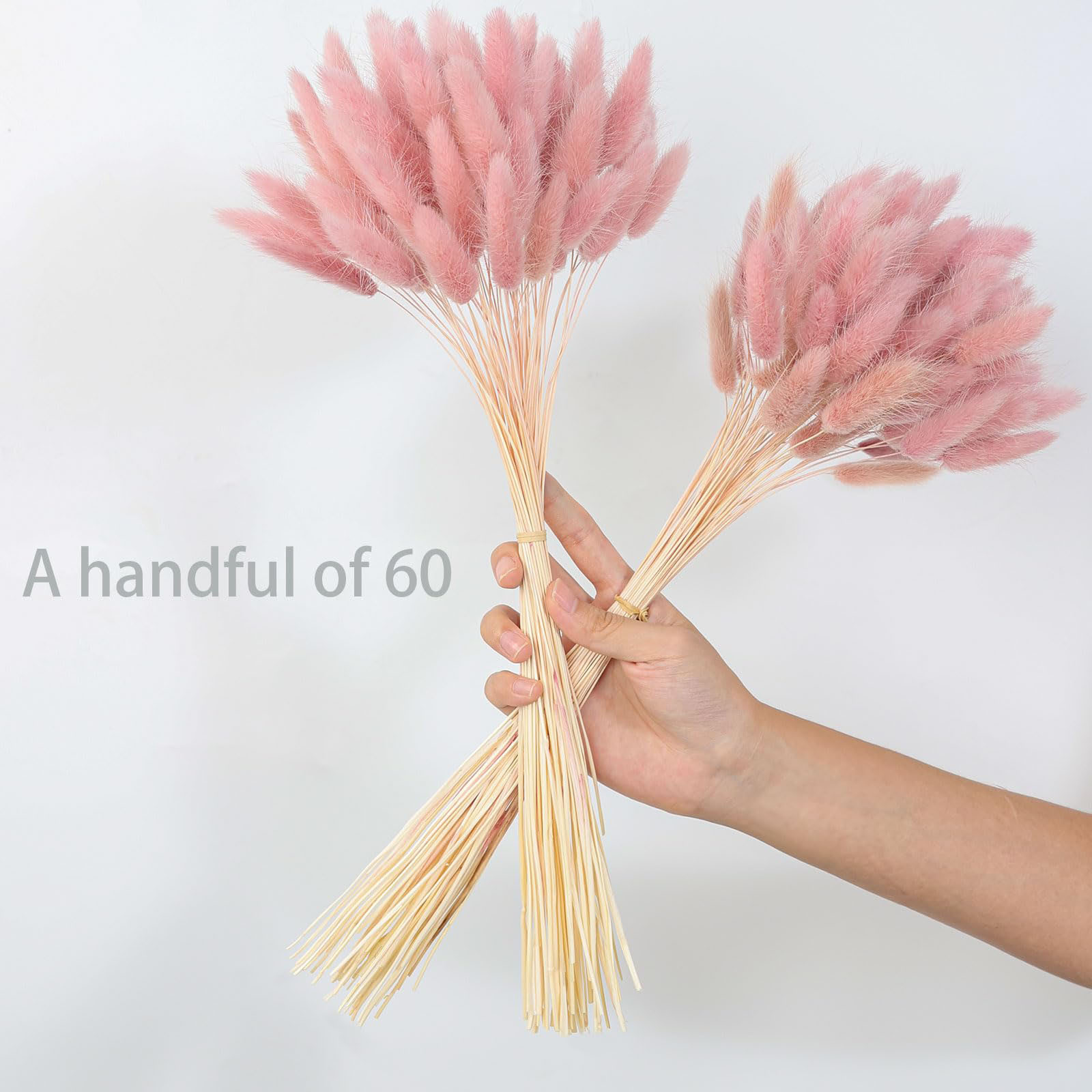 120 Tangkai Rumput Pampas Keri - Pampas Grass Decor ulasan dan harga