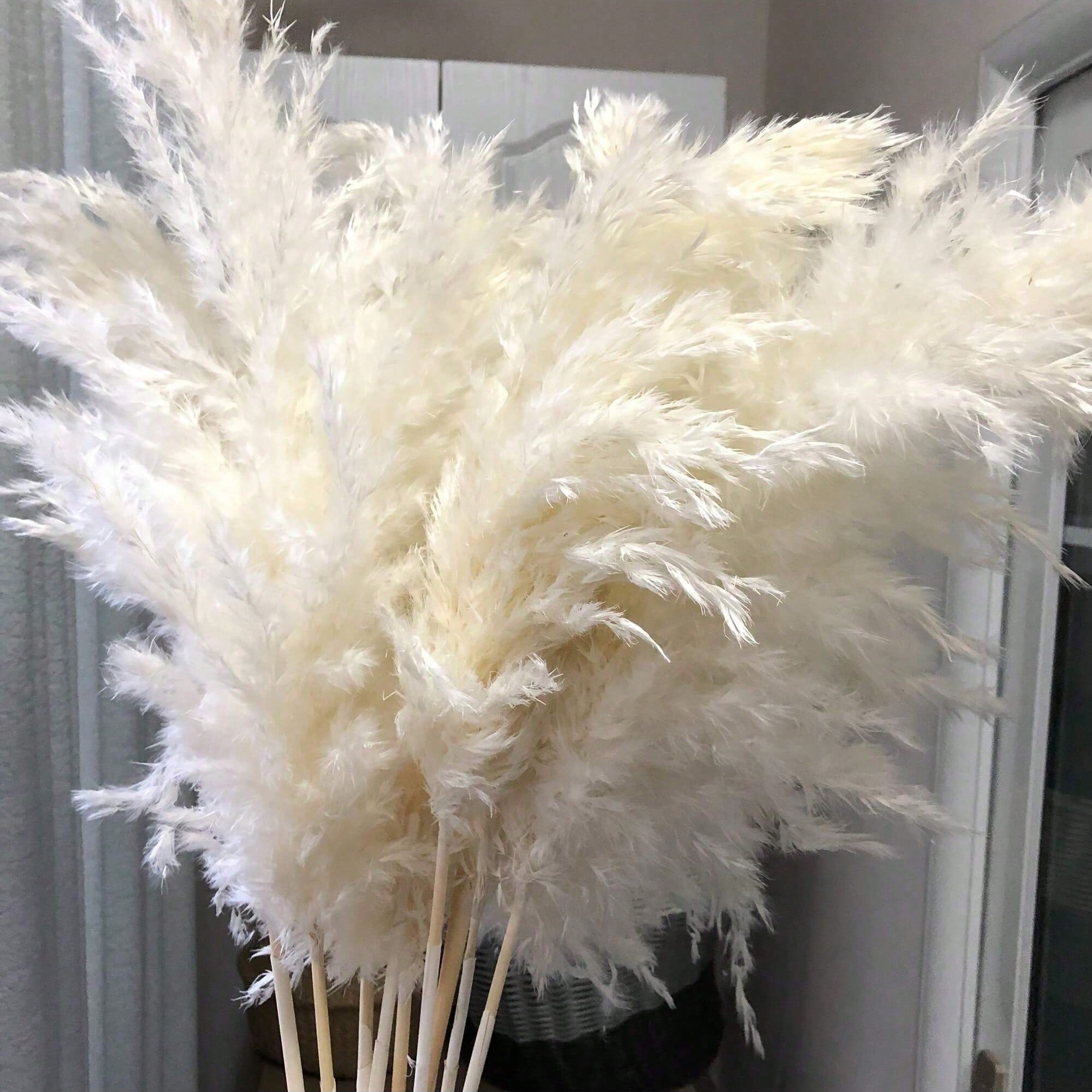 10/20/30 Buah Dekorasi Rumput  - Pampas Grass Decor ulasan dan harga